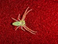 Transparent Spider on Red Background Royalty Free Stock Photo