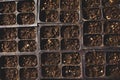 Closeup of a tray of seeding trays and pots filled with healthy seedlings of various plants