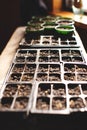 Closeup of a tray of seeding trays and pots filled with healthy seedlings of various plants