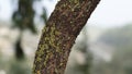 Closeup of the tree bark,cortex. Royalty Free Stock Photo