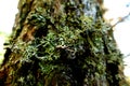 Closeup of a tree bark with musk Royalty Free Stock Photo