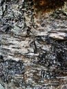 Closeup of tree bark, seamless texture for wallpaper or background Royalty Free Stock Photo