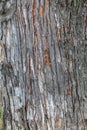 Closeup Embossed Tree Bark Texture For Background or Overlay