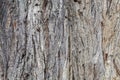 Closeup Embossed Tree Bark Texture For Background or Overlay