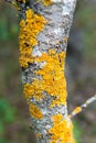 Closeup of a tree bark texture with moss Royalty Free Stock Photo