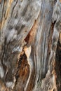 Tree Bark on Upper Bristlecone Loop Trail, Mt. Charleston, Nevada