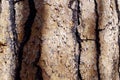 Tree Bark on Upper Bristlecone Loop Trail, Mt. Charleston, Nevada