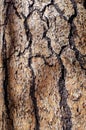 Tree Bark on Upper Bristlecone Loop Trail, Mt. Charleston, Nevada