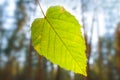 Tree blanch with green leaf in forest