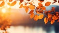 Closeup Tree Branch Leaves Sunlight Transparent Beside River Dea