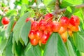 Closeup tree branch with rainier white cherry berries