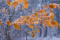 closeup tree branch with red dry leaves in winter snowbound forest