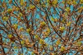 Closeup of the tree branches with buds, against the blue sky background Royalty Free Stock Photo