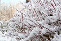 Closeup Of Tree Branches Covered In White Snow Outdoors. Ice Frozen On Bare Twigs In The Woods During Frosty Weather In
