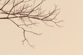 Closeup Tree branches without leaf in spring against beige background. Royalty Free Stock Photo