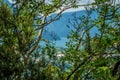 Closeup of tree branches and leaves on the path to the giant bench in Rogno Royalty Free Stock Photo