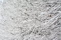 Closeup of tree branches and twigs covered with snow, texture for winter background Royalty Free Stock Photo