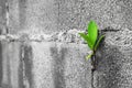 Closeup Tree on brick wall