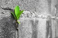 Closeup Tree on brick wall