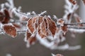 Closeup of a tree brown leaves covered with rime frost Royalty Free Stock Photo