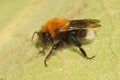Closeup on a Tree bumble bee, Bombus hypnorum resting Royalty Free Stock Photo