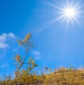 Closeup tree on grass hill top at  sunny day Royalty Free Stock Photo