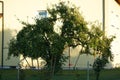 Closeup of a tree growing in a garden in front of a house Royalty Free Stock Photo