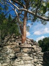 Closeup of tree growing in structure in Kohunlich Mayan ruins