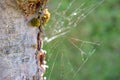 Closeup of a tree with intricately woven spider webs adorning its mossy trunk