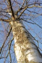 Closeup Of A Tree With Long Bare Branches From Below With Blue Sky Background On A Swamp In Early Spring In Denmark