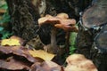 Closeup of tree mushrooms, fungi surrounded by fallen leaves, autumn foliage in a forest after rain Royalty Free Stock Photo