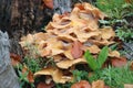 Closeup of tree mushrooms, fungi surrounded by fallen leaves, autumn foliage in a forest after rain Royalty Free Stock Photo