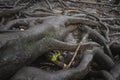 Closeup of tree roots exposed and growing over the ground Royalty Free Stock Photo