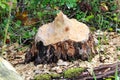 Closeup of a tree stump chewed by a beaver Royalty Free Stock Photo