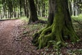 Closeup tree stump with hollow covered by moss on forest hiking path in germany Royalty Free Stock Photo