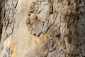 Closeup tree surface, natural texture, grunge bark background