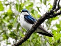 Closeup of Tree Swallow Atop a Branch Royalty Free Stock Photo