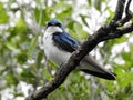 Closeup of Tree Swallow on a Tree Branch