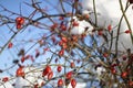 Closeup Tree Sweetbrier Eglantine Brier Thorn Red And Blue Sky Winter 2021 Nature