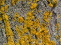 Close up of old tree trunk with yellow lichen and moss. Macro lichen texture on tree surface Royalty Free Stock Photo