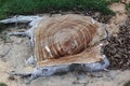 Wood texture and background. closeup of tree trunk bark texture with branch cut down Royalty Free Stock Photo