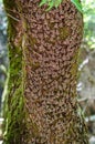 Closeup for tree trunk with Jersey tiger butterflies Royalty Free Stock Photo