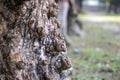 Closeup of tree trunk with many small brown burls on rough bark surface Royalty Free Stock Photo