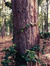 Closeup of a tree trunk