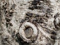 Closeup of a tree trunk with surface gnarl, Tree bark with beautiful pattern, Nature abstract background for your design. Royalty Free Stock Photo