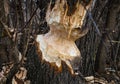 Closeup of tree trunk with teeth marks of beaver animal chewed and spoiled by a European beaver activity for dam construction at Royalty Free Stock Photo