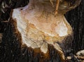 Closeup of tree trunk with teeth marks of beaver animal chewed and spoiled by a European beaver activity for dam construction at Royalty Free Stock Photo