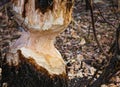 Closeup of tree trunk with teeth marks of beaver animal chewed and spoiled by a European beaver activity for dam construction at Royalty Free Stock Photo