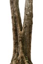 closeup tree trunks isolate on white background