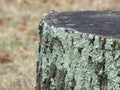 Closeup Detail of a Tree Stump with Lichen Growing on it Royalty Free Stock Photo